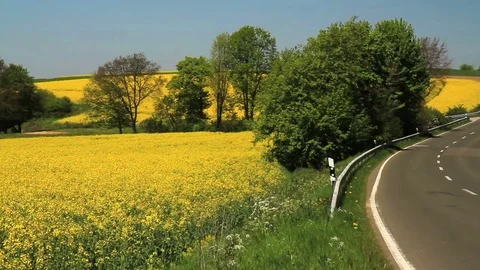Rapeseed field. Stock Footage 75854010