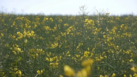 Rapeseed field Stockbeeldmateriaal 76530705