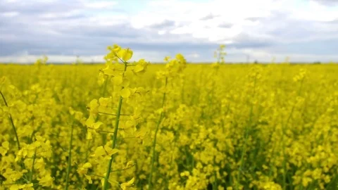 Rapeseed field Stock Footage 76844075