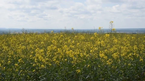Rapeseed field Stock Footage 89364957