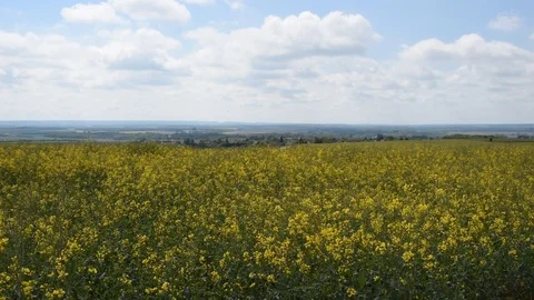 Rapeseed field Stock Footage 89365098