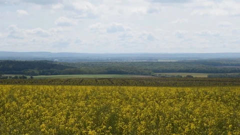 Rapeseed field Stock Footage 89365673