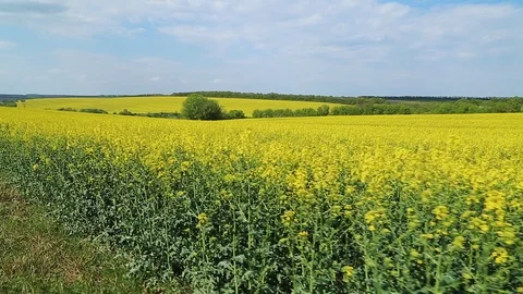 Rapeseed in field Stock Footage 89753546
