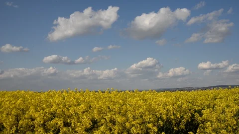 Rapeseed field Stock Footage 106026454