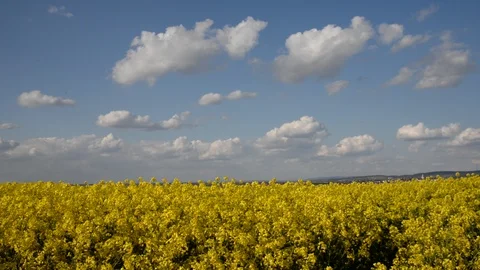Rapeseed field Stock Footage 106026534