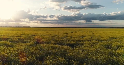 Rapeseed field Stock Footage 134251730