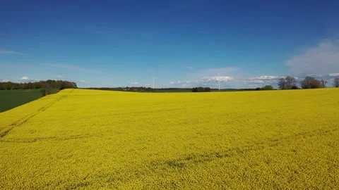 Rapeseed field Stock Footage 147324015