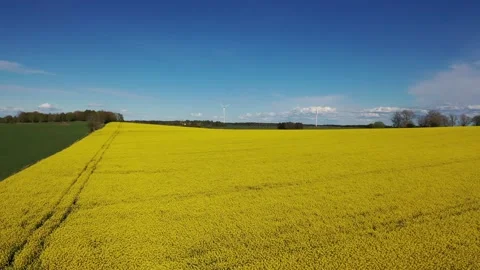 Rapeseed field Stock Footage 147324020
