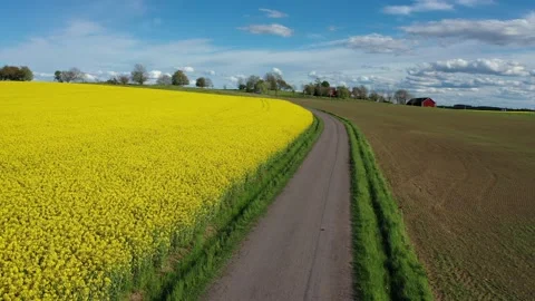 Rapeseed field Video stock 147324021