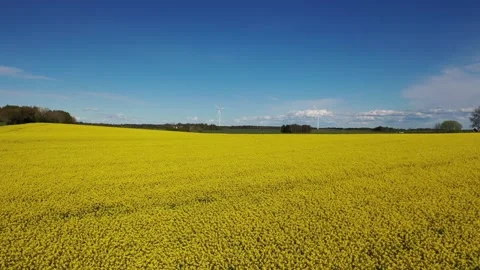 Rapeseed field Stock Footage 147324053