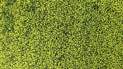 Rapeseed field Stockbeeldmateriaal 154675599