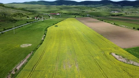 Rapeseed field Stock Footage 154907465