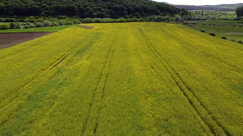 Rapeseed Field Stock Footage 154967099