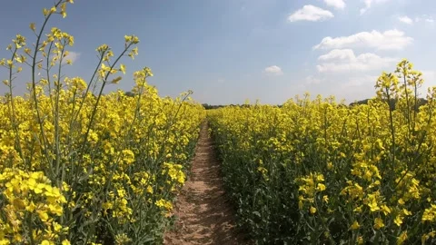 Rapeseed field Video stock 164953552