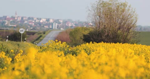 Rapeseed field Stock Footage 188857153
