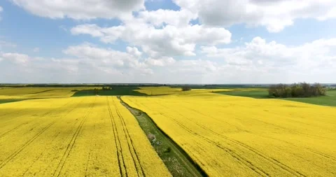 Rapeseed field Stock Footage 208091143