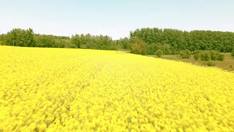 Rapeseed field Stock Footage 242027634