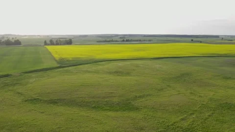 Rapeseed field Stock Footage 243383194