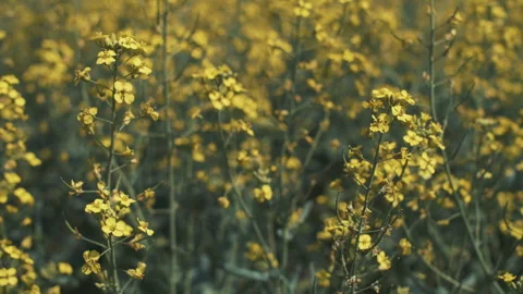 Rapeseed field Видео 246459845