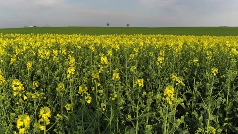 Rapeseed field Stock Footage 274158715