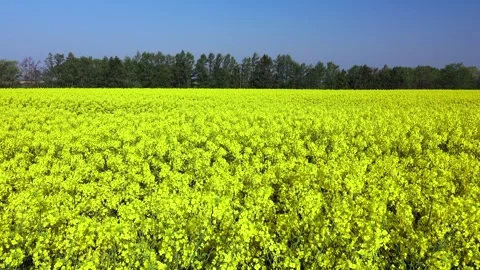 Rapeseed Field Vídeos de archivo 332286678