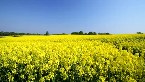Rapeseed Field Stock Footage 332286726