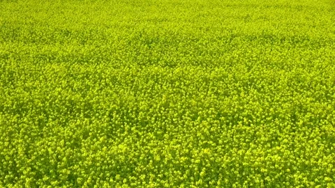 Rapeseed Field Vidéo 332392600