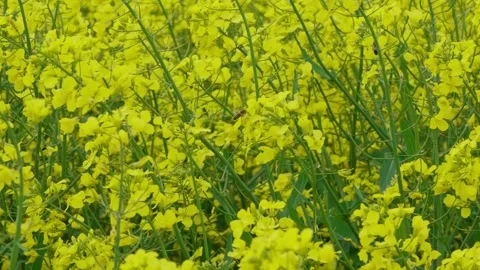 Rapeseed field Stock Footage 343858082