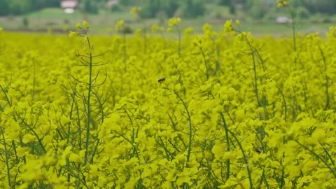 Rapeseed field Stock Footage 343858169