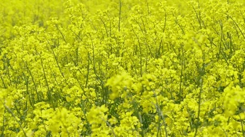 Rapeseed field Stock Footage 343858177