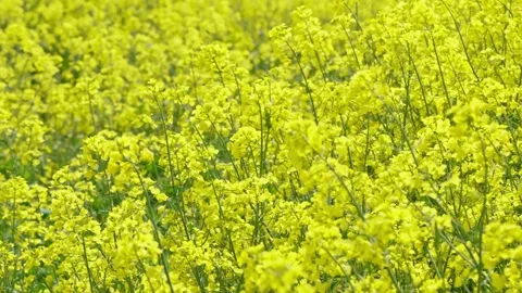Rapeseed field Stock Footage 343858216