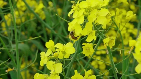 Rapeseed field Stock Footage 343858258