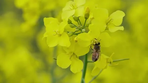Rapeseed field Stock Footage 343858344