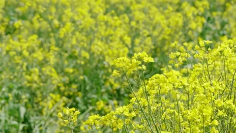 Rapeseed field Stock Footage 343858372