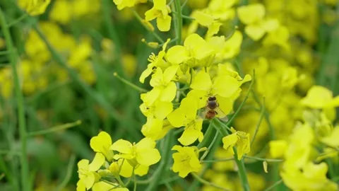 Rapeseed field Stock Footage 343858420
