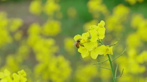 Rapeseed field Stock Footage 343858422
