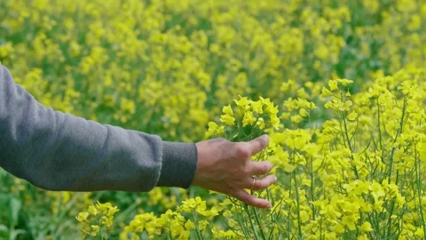 Rapeseed field Stock Footage 343858425