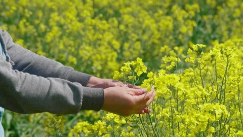 Rapeseed field Stock Footage 343858487
