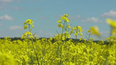 Rapeseed field Stock Footage 343858523