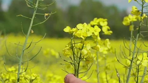 Rapeseed field Stock Footage 343858584
