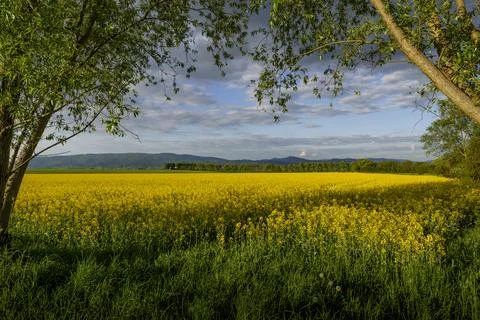 Rapeseed field framed by spring trees with mountain backdrop Stock Photos