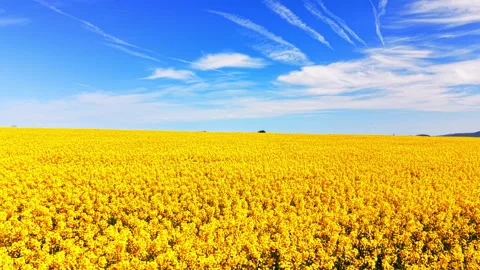 Rapeseed Field in Full Bloom Beneath Wispy Sky in Bulgaria 스톡 동영상 335692358