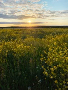A rapeseed field in full bloom creating a sea of yellow flowers Stock Photos