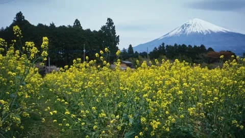 Rapeseed Field in Full Bloom with Snow-Capped Mount Fuji Behind Video stock 344967262
