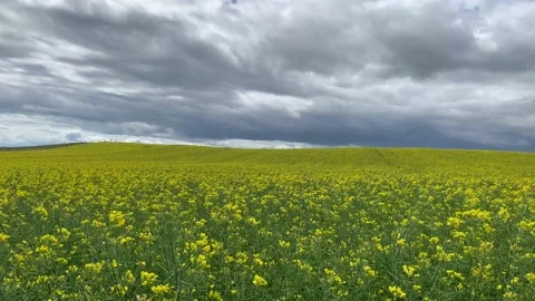 Rapeseed field with a grey sky background. Stock Footage 136586673