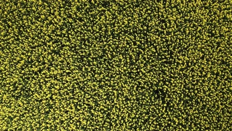 Rapeseed field hover Stockbeeldmateriaal 154675588