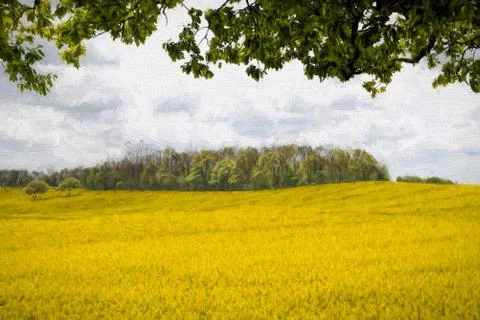Rapeseed Field Illustrazione stock