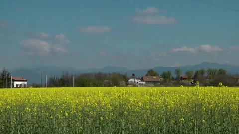 Rapeseed field in Italy Video stock 153278716