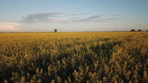 Rapeseed field. Large yellow rapeseed field, 4k. A drone flying over a rapeseed  Video stock 150683300