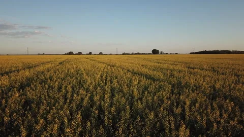Rapeseed field. Large yellow rapeseed field, 4k. A drone flying over a rapeseed  Video stock 150683451